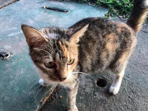 A cat sitting by the roadside Stock Photos