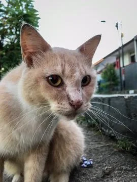 A cat sitting by the roadside Stock Photos
