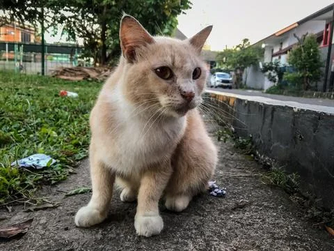 A cat sitting by the roadside Stock Photos