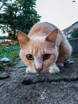 A cat sitting by the roadside Stock Photos