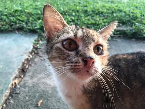 A cat sitting by the roadside Stock Photos