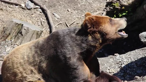 A cat sitting on a rock Video stock 155355947