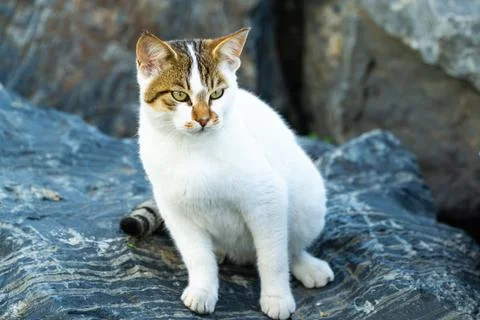Cat Sitting On A Rock Stock Photos