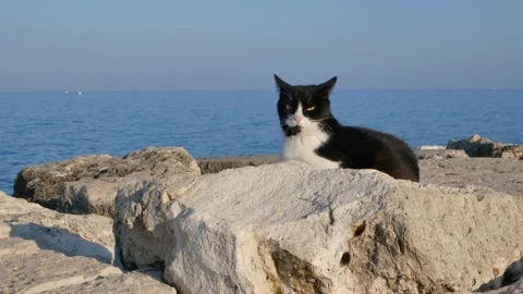 Cat sitting on the rocks facing the sea showing sharp teeth Stock Footage 160422459