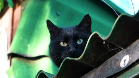 Cat sitting on the roof Stock Footage 110730328