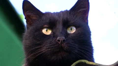 Cat sitting on the roof Stock Footage 110730438