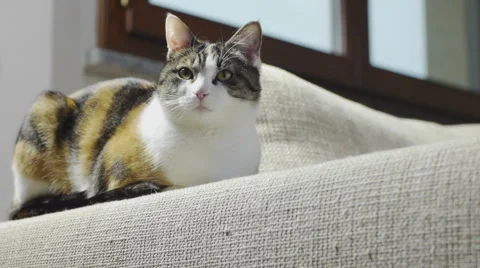 Cat sitting on scratched sofa and close-up of damaged couch Stock Footage