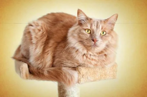 Cat sitting in the scratching post - warm yellow gradient background Stock Photos
