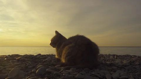 Cat sitting on the seashore Stock Footage 81523550