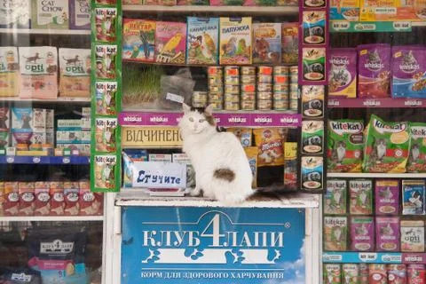 Cat sitting on shelf at store Stock Photos
