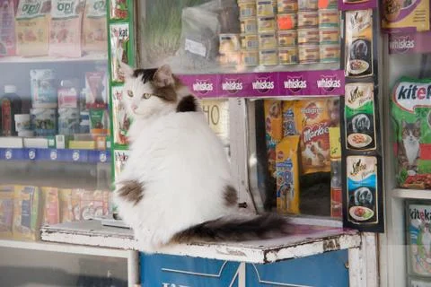 Cat sitting on shelf at store Stock Photos