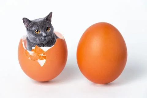 A cat is sitting in a shell from an egg Stock Photos