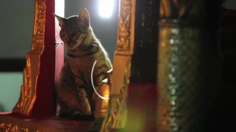 Cat Sitting on Shrine Stock Footage 8973683
