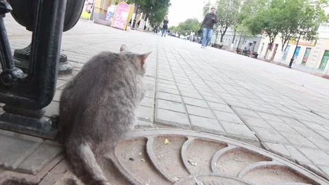 Cat sitting on the sidewalk Stock Footage 158166506
