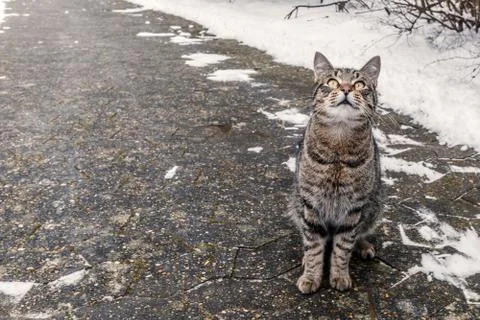 Cat sitting on a sidewalk Stock Photos