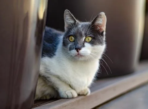 Cat sitting on the sidewalk Stock Photos
