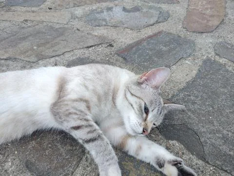 A cat is sitting on the sidewalk Stock-Fotos