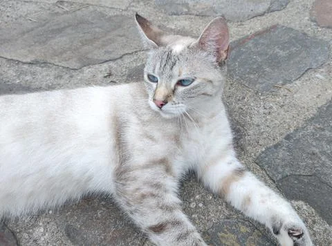 A cat is sitting on the sidewalk 写真素材