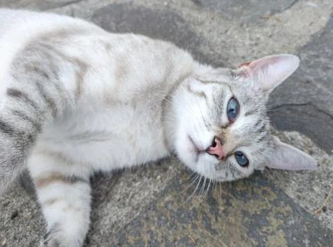 A cat is sitting on the sidewalk Stock Photos