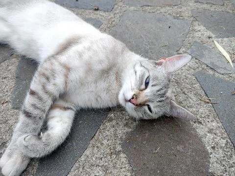 A cat is sitting on the sidewalk 库存照片