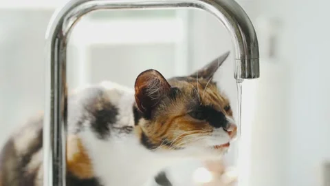 The cat is sitting on the sink and drinking water from the tap. close up. Stock-Footage 133714071