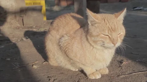 Cat Sitting sniffing around Video stock 62451200