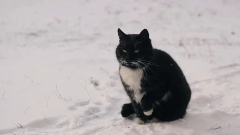 Cat is sitting on the snow Vidéo 73769417