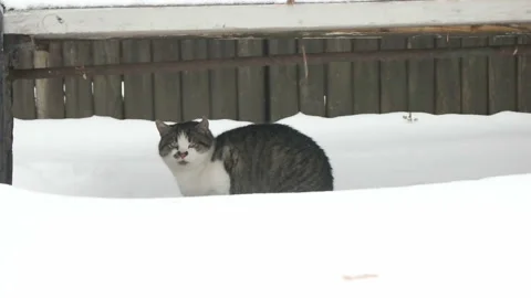 Cat sitting in the snow Stock Footage 99494106