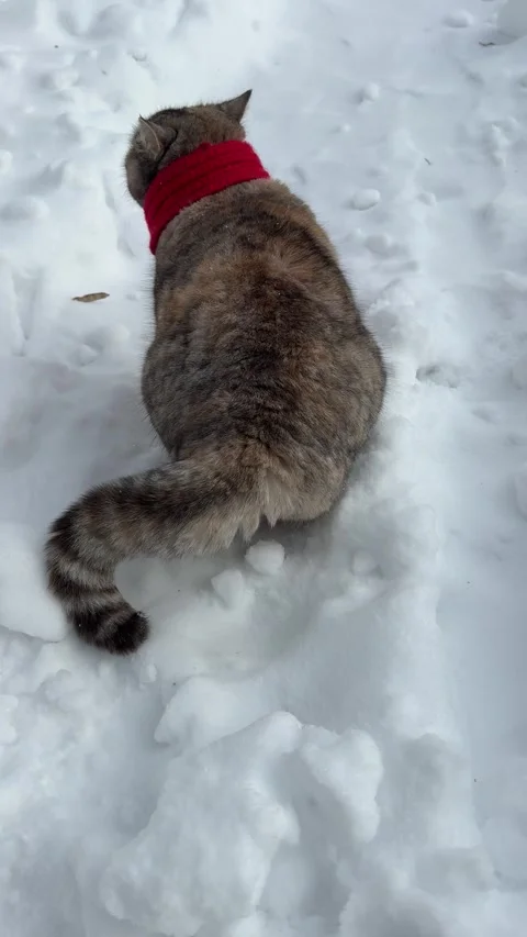 A cat sitting in the snow nervously twitching its tail vertical video. 動画素材 336890789