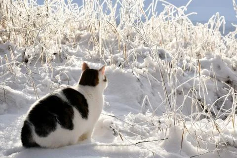 Cat sitting in the snow Stock Photos