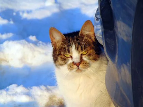 A cat is sitting on the snow 写真素材
