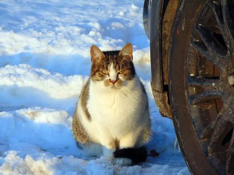 A cat is sitting on the snow Фото