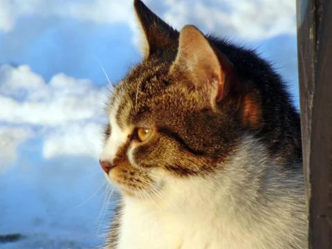 A cat is sitting on the snow Stock Photos