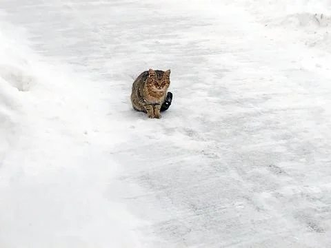 A cat is sitting on the snow Fotos de archivo