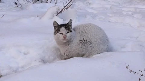 Cat Sitting in Snowy Forest on a Cold Winter Day Stock Footage 294893189