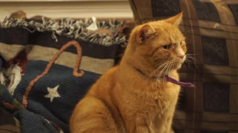 A cat sitting in a sofa. Stock Footage 44801854