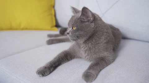 Cat sitting on sofa at home. 스톡 동영상 221147706