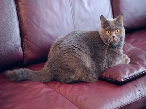 Cat Sitting On A Sofa On A Pillow. Stock Footage 84950187