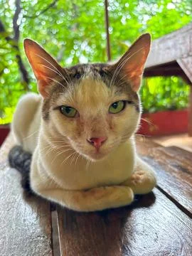 Cat Sitting in Sphinx Pose Looking Calm and Meditative Stock Photos