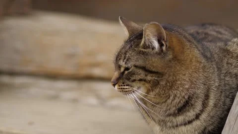 The cat is sitting on the stairs and napping. Stock Footage 183880361