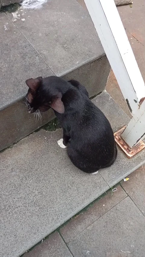 The cat is sitting on the stairs Vídeos de archivo 310351285
