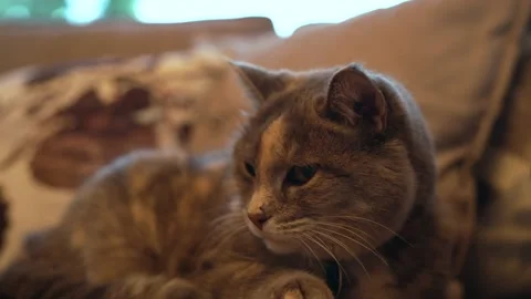 Cat Sitting Staring Video stock 140699463