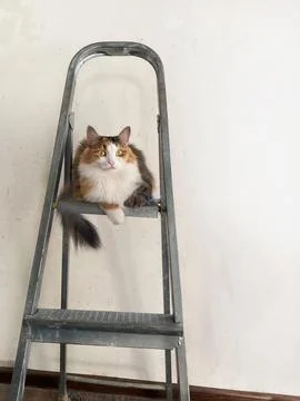 Cat sitting on a stepladder close up 写真素材