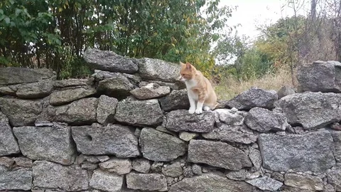 Cat sitting on a stone wall, climbing down Vídeos de archivo 97207067