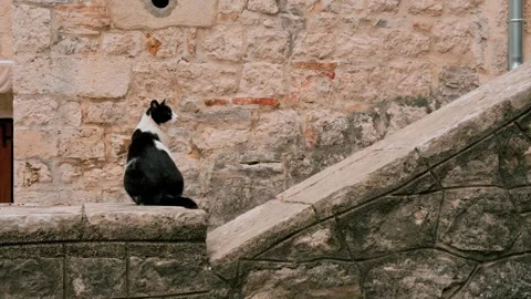 Cat Sitting on Stone Wall in Kotor Old Town Stock Footage 333979465