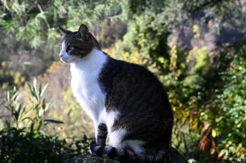 A cat sitting on a stone wall Stock Photos
