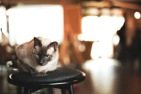 Cat sitting on a stool Stock Photos