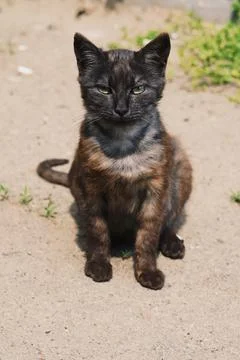 Cat sitting on the street. Stock Photos
