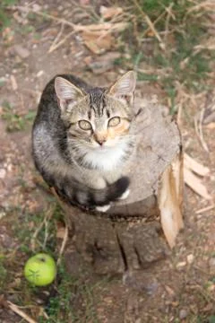 Cat sitting on the stump. Rustic style, selective focus. Stock Photos