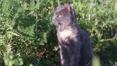 Cat sitting in the sun Stock Footage 232548467